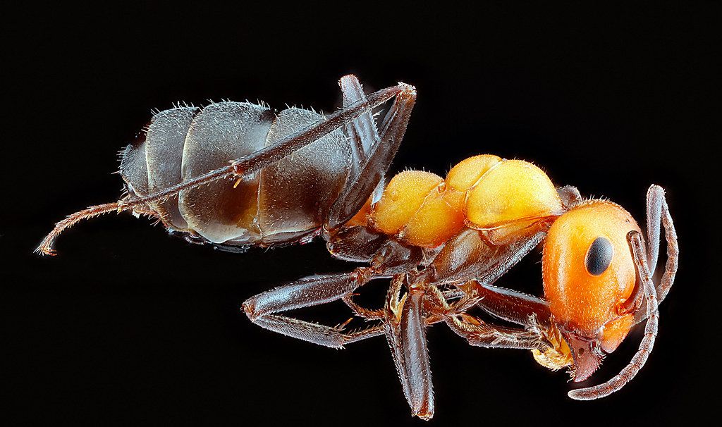 Ant Control service in West Des Moines, IA