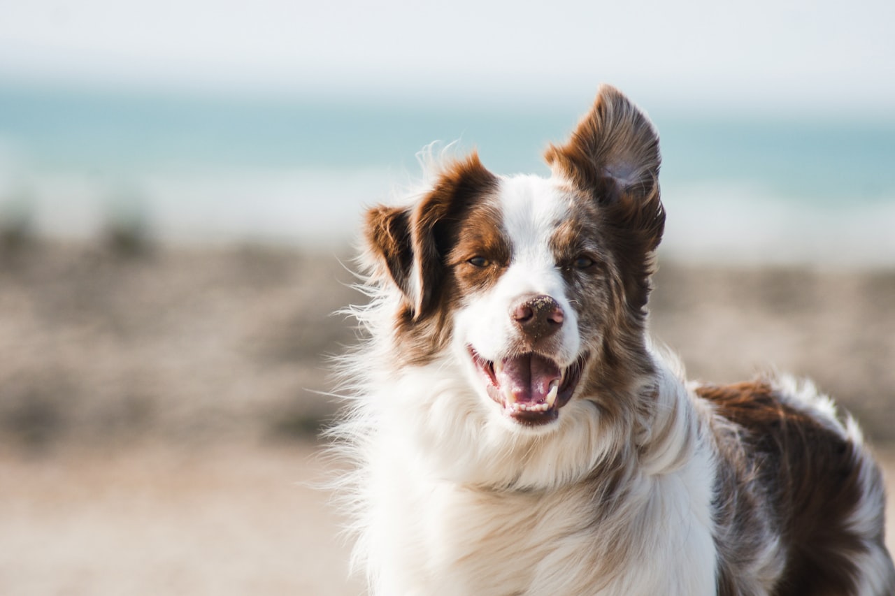 Flea & Tick Control service in West Des Moines, IA