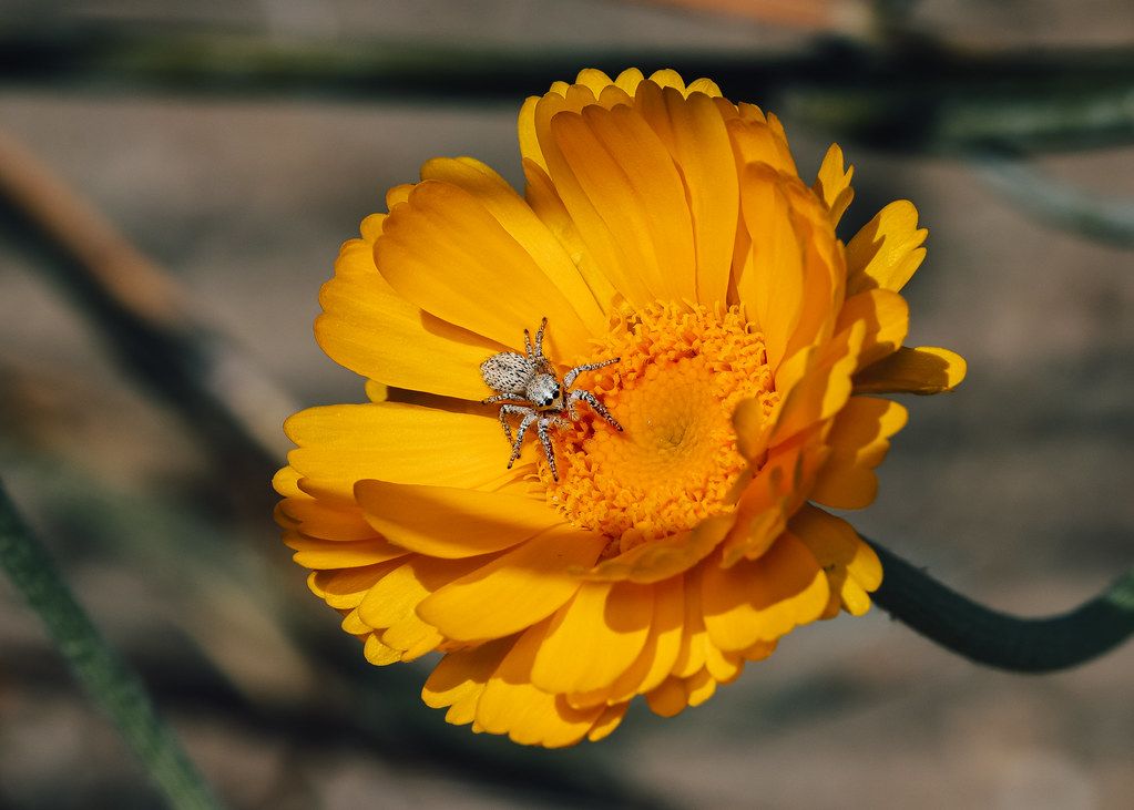 Spider Control service in West Des Moines, IA